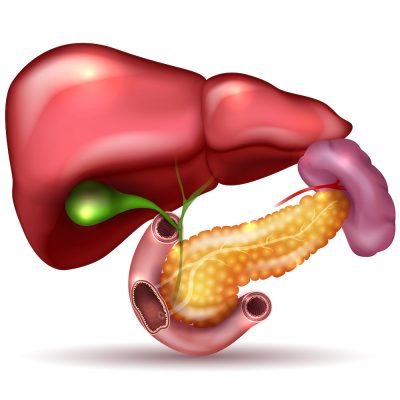 Liver, pancreas, gallbladder and spleen detailed drawing on a white background